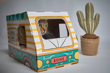 Karton kutudaki komik kedi.