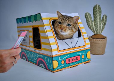 Kediyle birlikte kutuda.