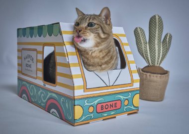 İçinde kedi olan bir kutunun içinde oturan komik bir kedi.