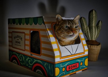 Karton kutunun içindeki kedi.