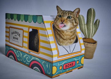 Kutuda bir hayvanla komik bir kedi.