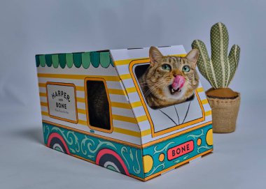 Kutusunda bir fincan kahve olan kedi.