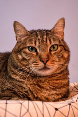 kedisi bir yatakta yatarken