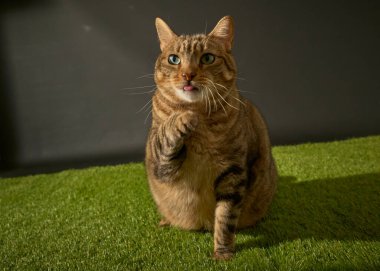 Yeşil çimlerin üzerinde oturan tekir kedi