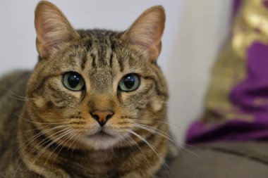 Yeşil gözlü kedi.