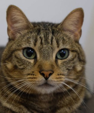 Yeşil gözlü güzel bir kedi portresi