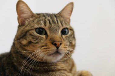 Büyük gözlü bir kedi.