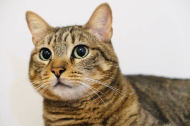 Şirin bir kedinin portresi