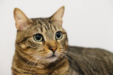 Beyaz arka plandaki kedi