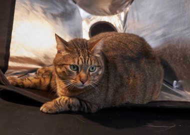 Tekir kedi kutuda yatıyor. Yaklaş.