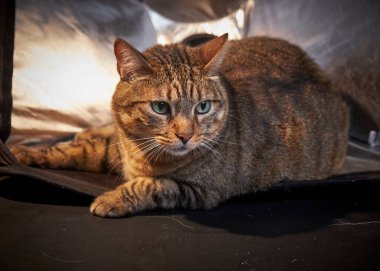 바닥에 누워 고양이