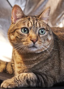 Sevimli bir tekir kedinin portresi.