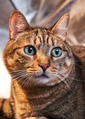 Bir kedinin portresi