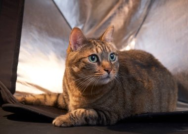 kedi siyah arka planda