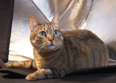 Stüdyodaki kedi gri arka planda