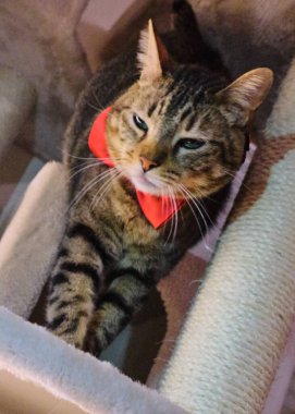 Odadaki sevimli kedi.