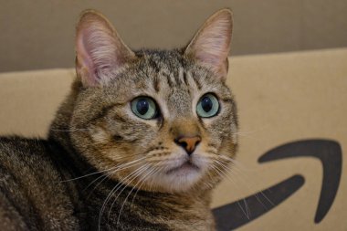 Kutudaki kedi