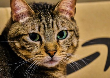 Mavi gözlü siyah kedi.