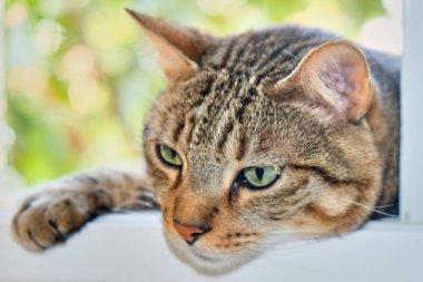 Evdeki bir kedinin portresi