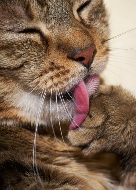 Bir parmak yalamak kedi