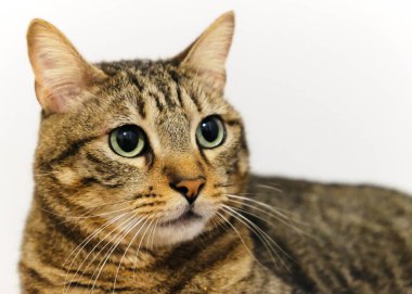 Sarı gözlü sevimli kedi.