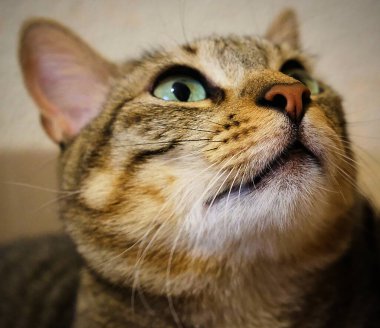 Sevimli bir kedinin portresi..