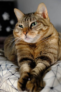 Yerde yatan sevimli kedi.