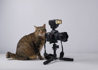 Kameralı kedi.