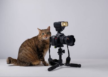 Beyaz arka planda dijital kamerası olan bir kedi. Beyaz arka planda üç ayaklı bir kedi.