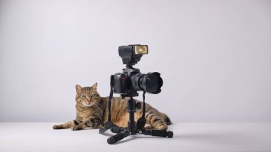 Kedi ve kameralı kedi