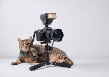 Beyaz arka planda kamera ve profesyonel tripodu olan bir kedi. evcil hayvanlar