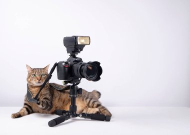 Sevimli kedi kamerayla iş başında