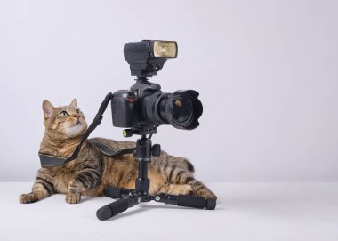 Kedi tripoda oturuyor ve fotoğraf çekiyor.