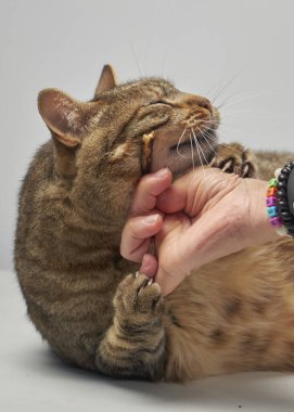 Sarı gözlü ve dilli tekir kedi.