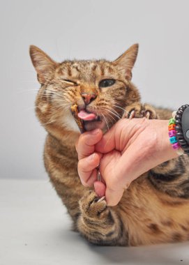 Kedi, bir kadının elinden yemek yer..