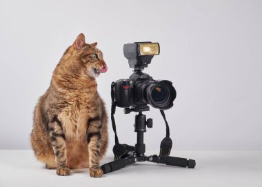 beyaz arkaplanda kamera olan kedi