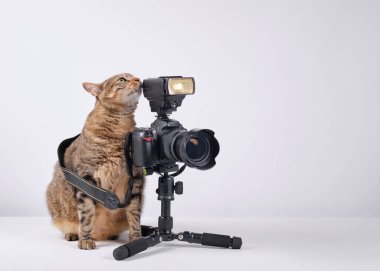 Kameralı sevimli kedi.