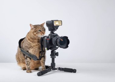 Üç ayaklı ve kameralı kedi fotoğrafçısı.