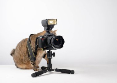 Siyah kedili bir tripodun fotoğrafı.