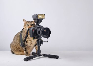 tripodda retro kamerası olan kedi