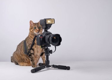 Sevimli komik bir kedi tripodla oynuyor..