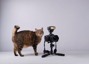 kedi masada oturuyor.