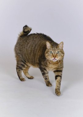 beyaz zemin üzerine sarı gözlü kedi