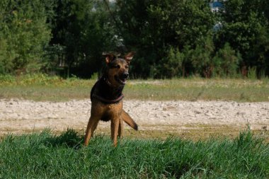 Köpek parkta oynuyor.