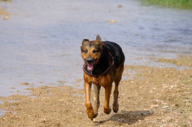 Köpek sahilde koşuyor.
