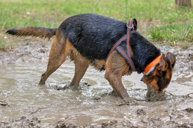 Su birikintisinde oynayan köpek.