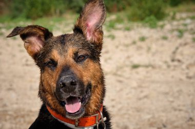 Köpek Alman çobanı yazın parka gelir.
