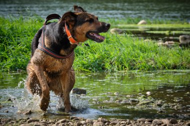 Köpek oyuncakla oynuyor.