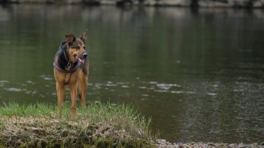 Alman çoban köpeği göldeki