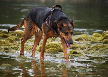 Köpek doğurmak kenar kömür ocağı